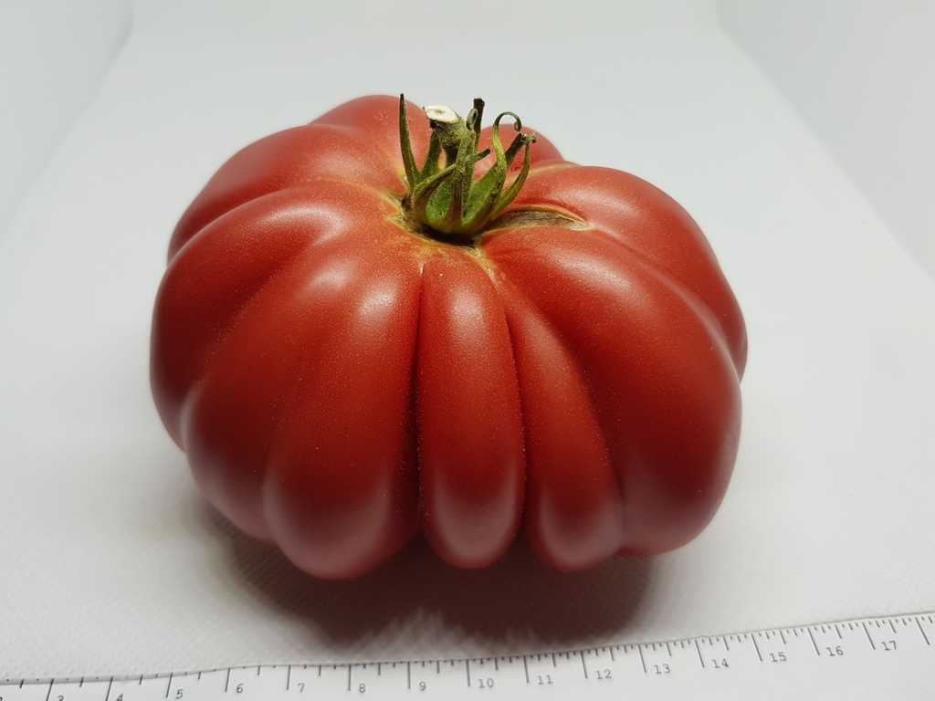 Inzir rosovyj - Fikon rosa